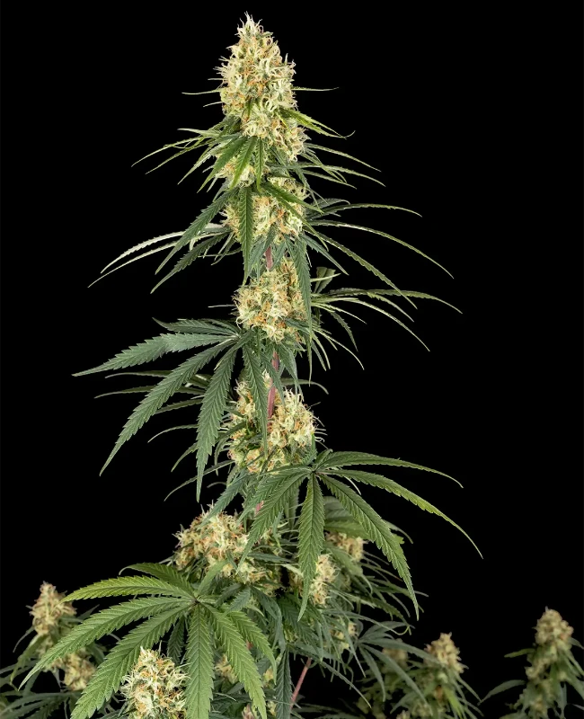 Haze Autoflowering (Weed Seed Shop) – offizielles Produktbild