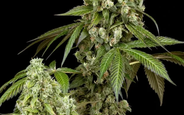 Diesel Haze Autoflowering (Weed Seed Shop) – offizielles Produktbild