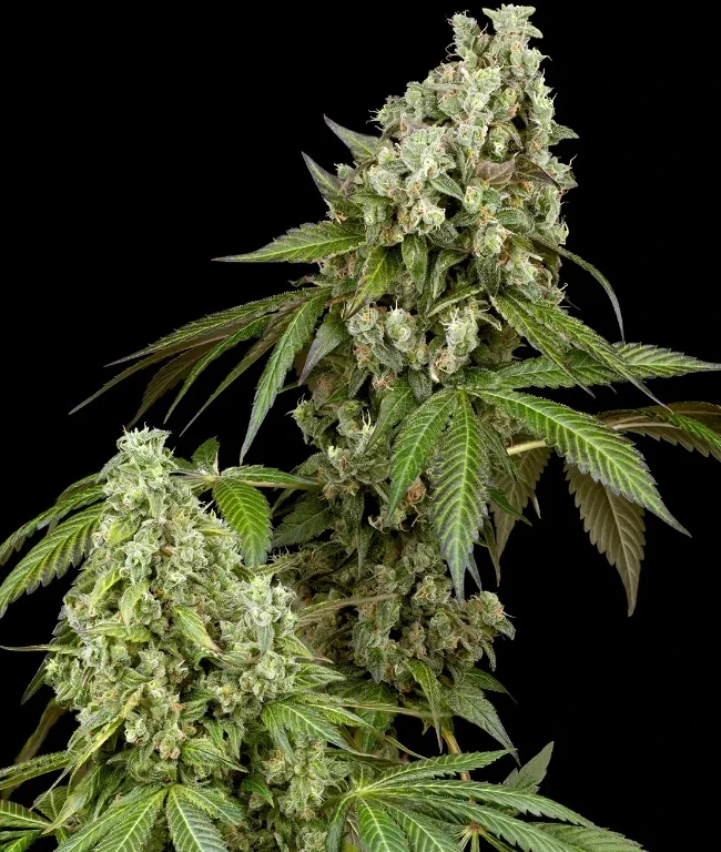 Diesel Haze Autoflowering (Weed Seed Shop) – offizielles Produktbild
