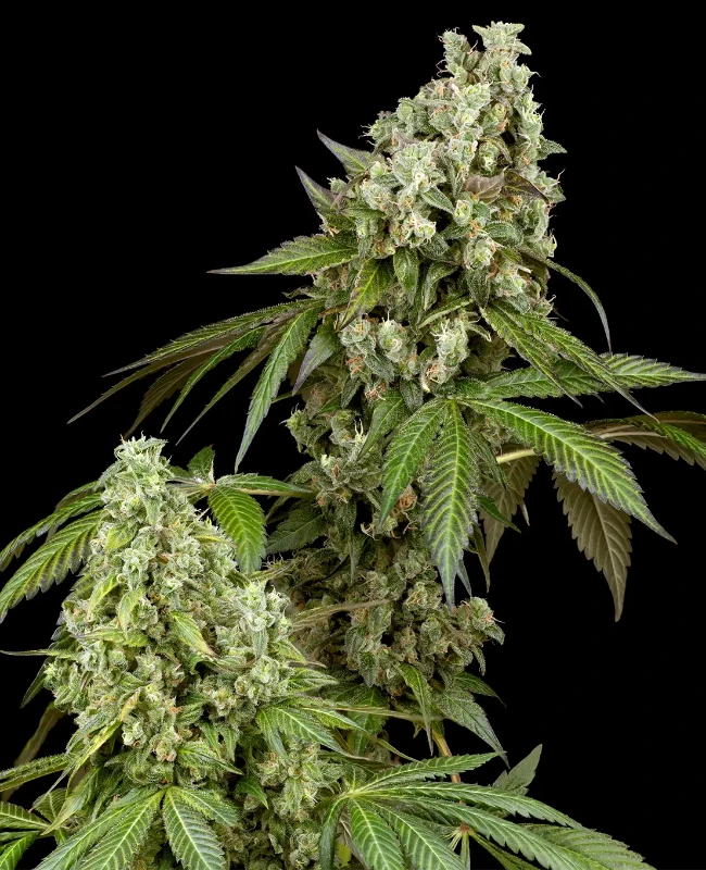 Diesel Haze Autoflowering (Weed Seed Shop) – offizielles Produktbild