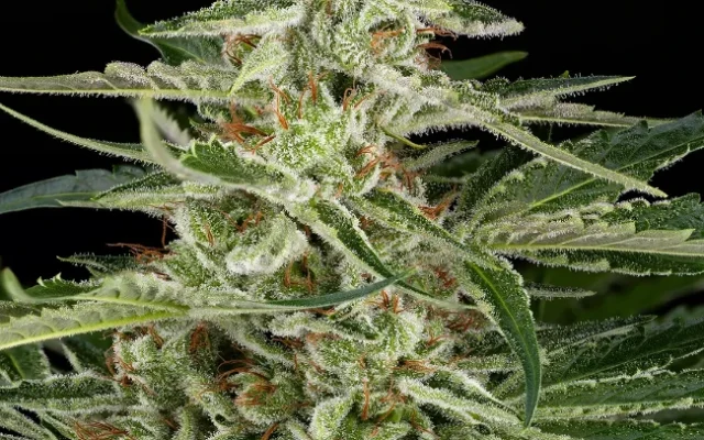AK48 Autoflowering (Weed Seed Shop) – offizielles Produktbild