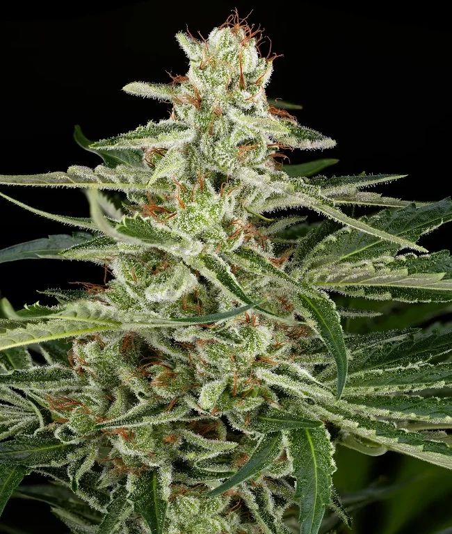 AK48 Autoflowering (Weed Seed Shop) – offizielles Produktbild