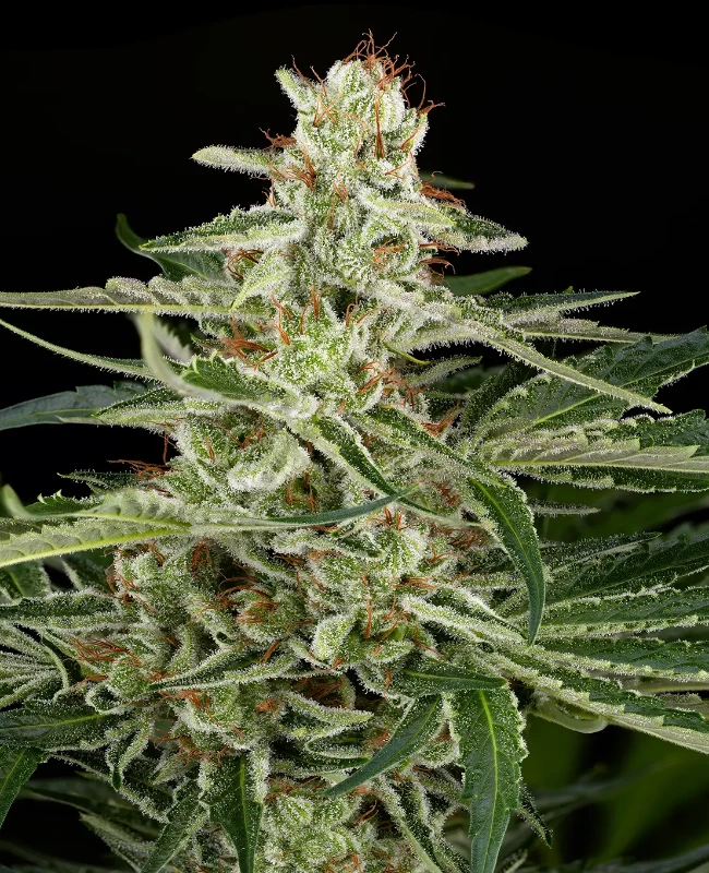 AK48 Autoflowering (Weed Seed Shop) – offizielles Produktbild