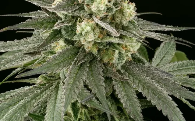 Cheese Feminisierte (Weed Seed Shop) – offizielles Produktbild