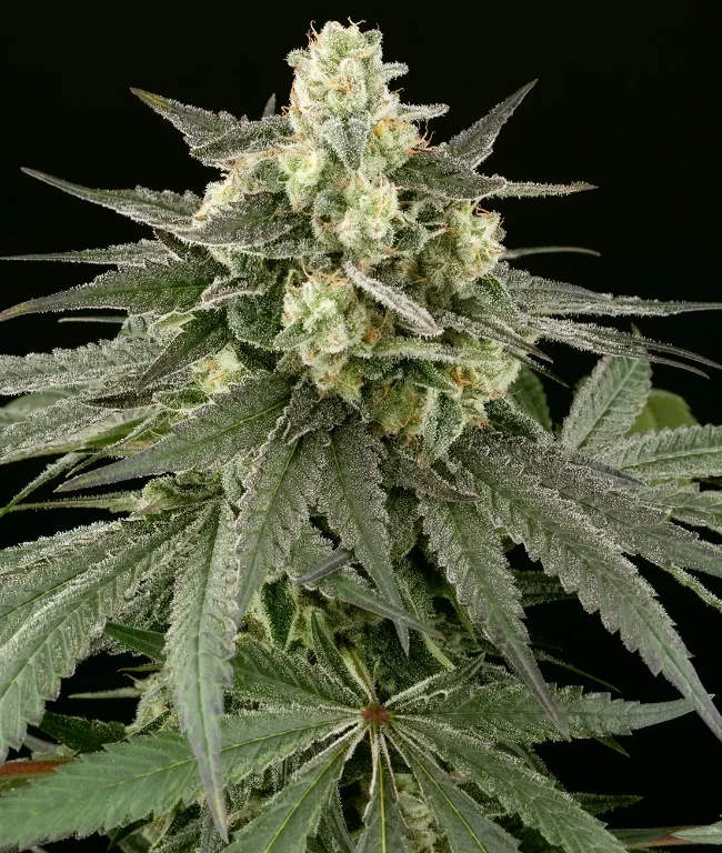 Cheese Feminisierte (Weed Seed Shop) – offizielles Produktbild