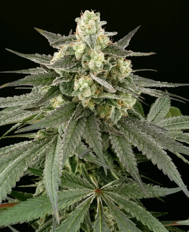 Cheese Feminisierte (Weed Seed Shop) – offizielles Produktbild