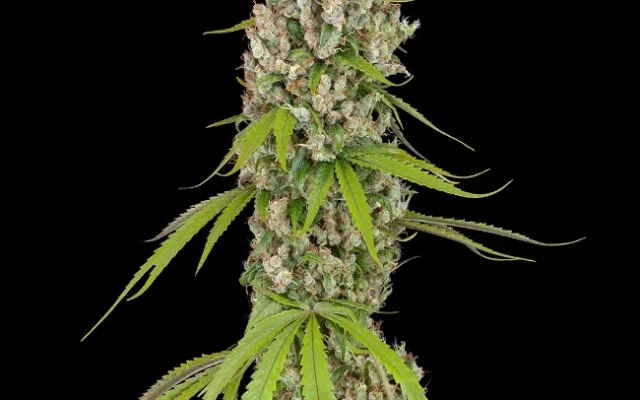 Swiss Dream Autoflowering (Weed Seed Shop) – offizielles Produktbild