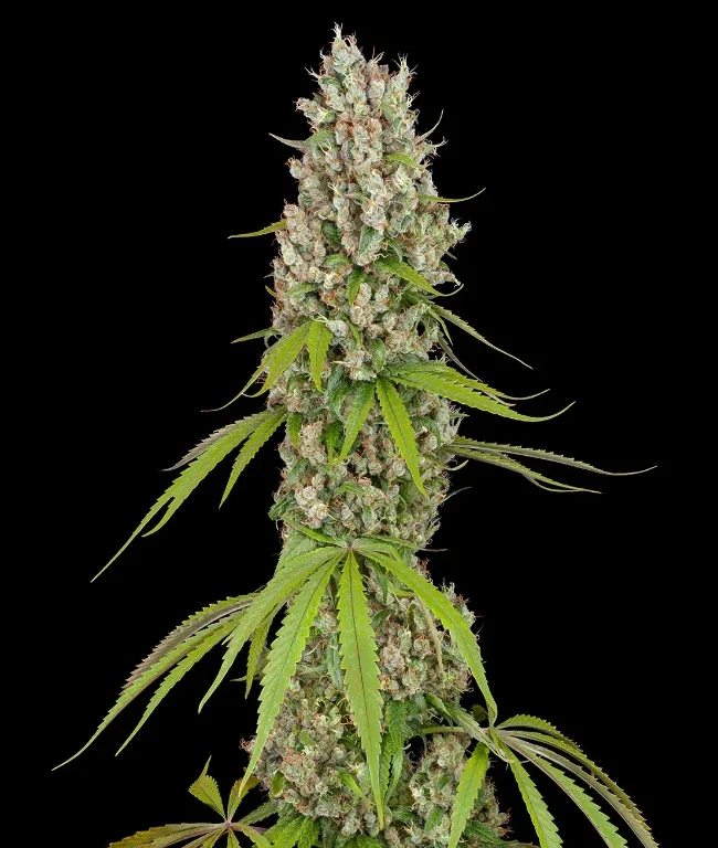 Swiss Dream Autoflowering (Weed Seed Shop) – offizielles Produktbild