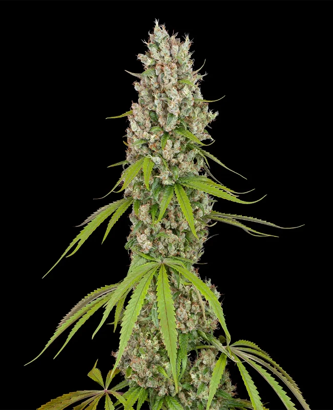 Swiss Dream Autoflowering (Weed Seed Shop) – offizielles Produktbild