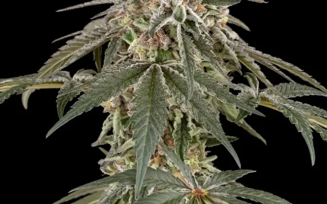 Strawberry Kush Feminisierte (Weed Seed Shop) – offizielles Produktbild