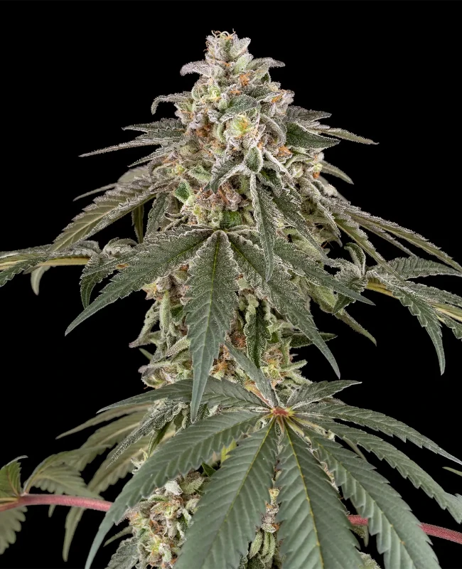 Strawberry Kush Feminisierte (Weed Seed Shop) – offizielles Produktbild