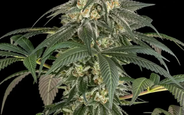 Gelato #51 Feminisierte (Weed Seed Shop) – offizielles Produktbild