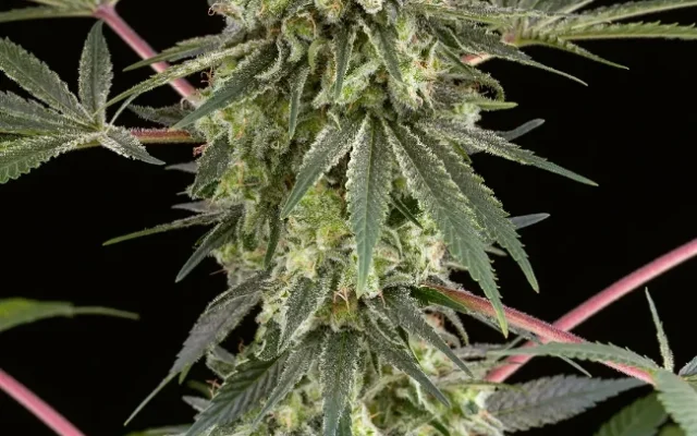 Girl Scout Cookies Feminisierte (Weed Seed Shop) – offizielles Produktbild