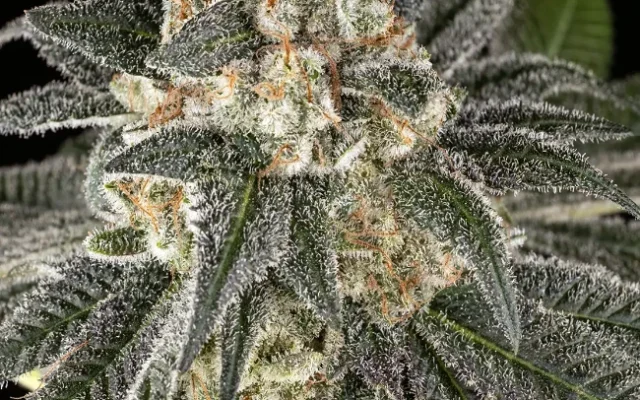Gorilla Haze Feminisierte (Weed Seed Shop) – offizielles Produktbild