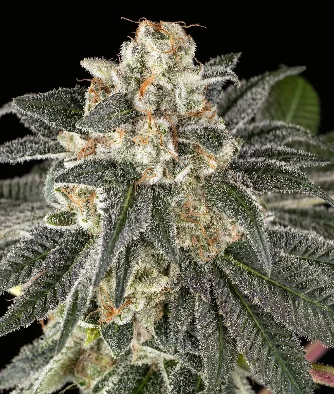 Gorilla Haze Feminisierte (Weed Seed Shop) – offizielles Produktbild