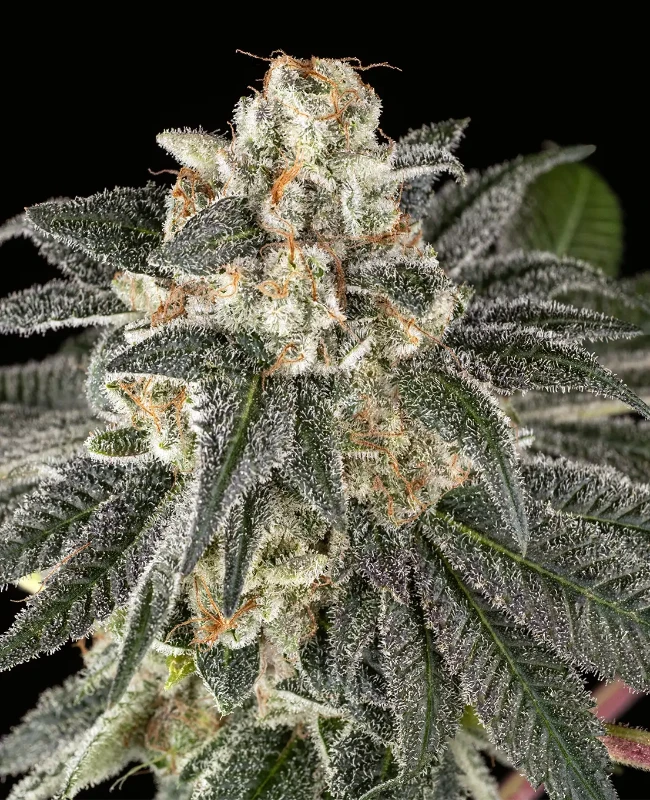 Gorilla Haze Feminisierte (Weed Seed Shop) – offizielles Produktbild