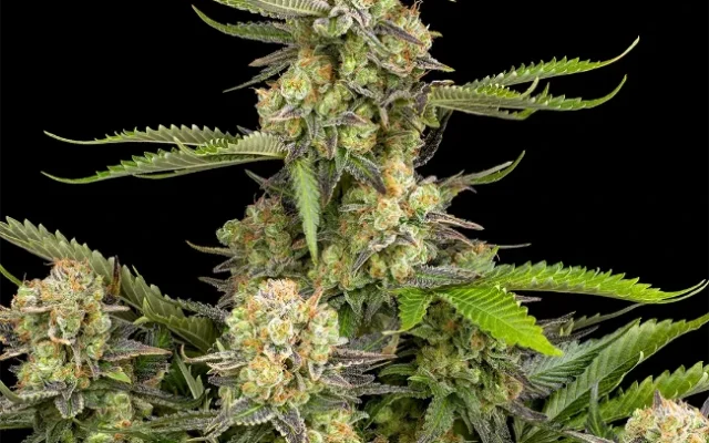 Grapefruit Punch Autoflowering (Weed Seed Shop) – offizielles Produktbild