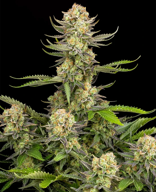 Grapefruit Punch Autoflowering (Weed Seed Shop) – offizielles Produktbild