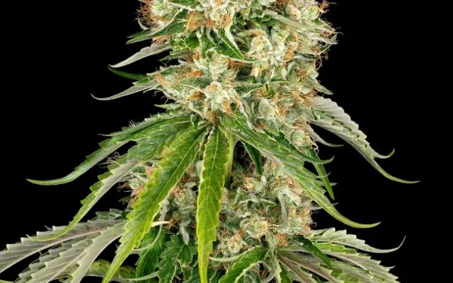 Bubblegum XXL Feminisierte (Weed Seed Shop) – offizielles Produktbild