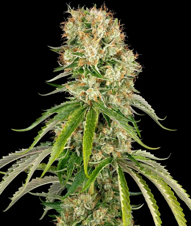 Bubblegum XXL Feminisierte (Weed Seed Shop) – offizielles Produktbild