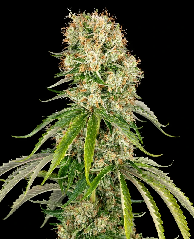 Bubblegum XXL Feminisierte (Weed Seed Shop) – offizielles Produktbild
