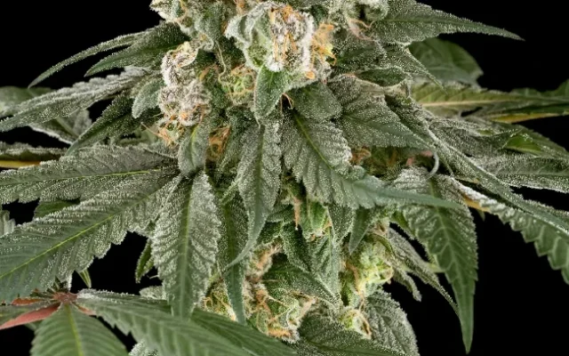 Blue Cheese Feminisierte (Weed Seed Shop) – offizielles Produktbild