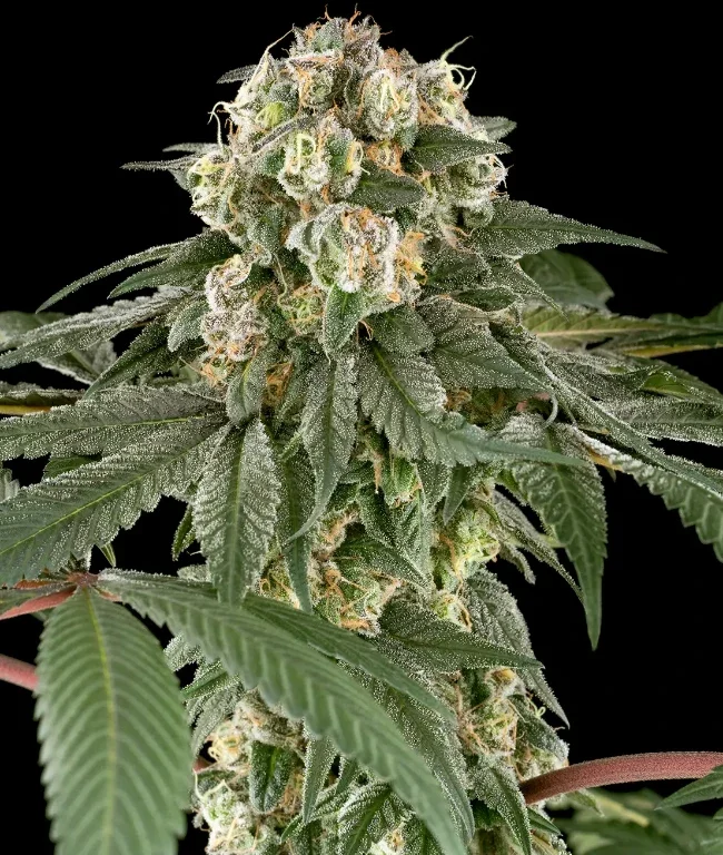Blue Cheese Feminisierte (Weed Seed Shop) – offizielles Produktbild
