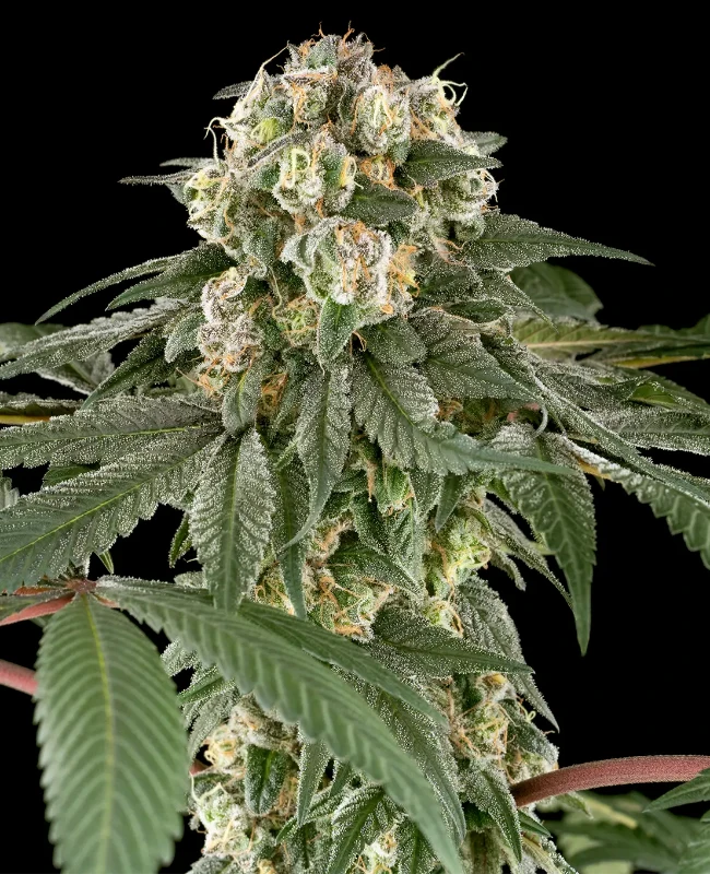 Blue Cheese Feminisierte (Weed Seed Shop) – offizielles Produktbild