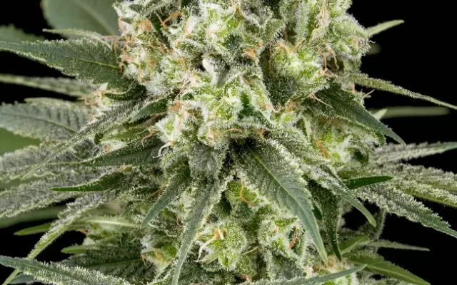 Banana OG Kush Feminisierte (Weed Seed Shop) – offizielles Produktbild