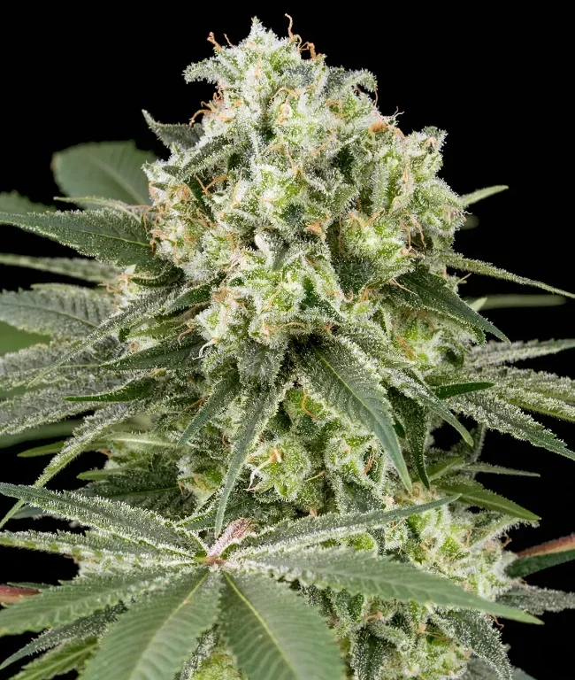 Banana OG Kush Feminisierte (Weed Seed Shop) – offizielles Produktbild