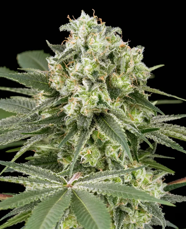 Banana OG Kush Feminisierte (Weed Seed Shop) – offizielles Produktbild