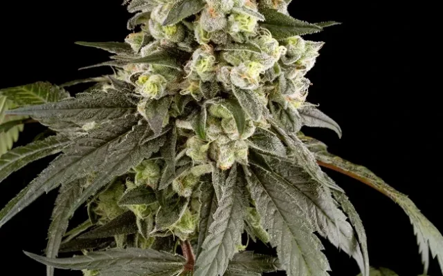 Trainwreck Feminisierte (Weed Seed Shop) – offizielles Produktbild