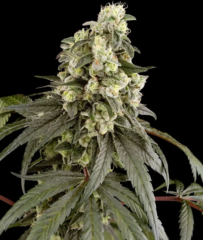Trainwreck Feminisierte (Weed Seed Shop) – offizielles Produktbild