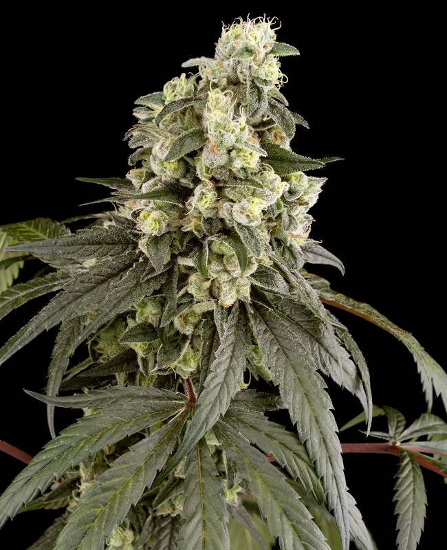 Trainwreck Feminisierte (Weed Seed Shop) – offizielles Produktbild