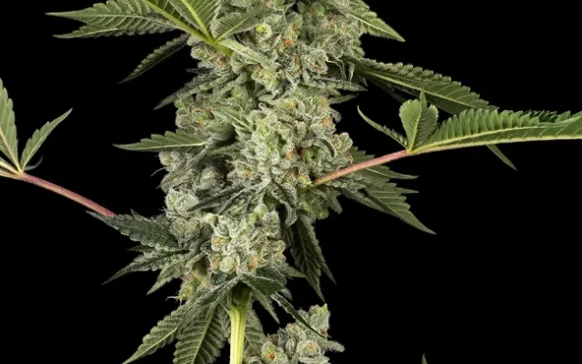 Paris OG Kush Feminisierte (Weed Seed Shop) – offizielles Produktbild