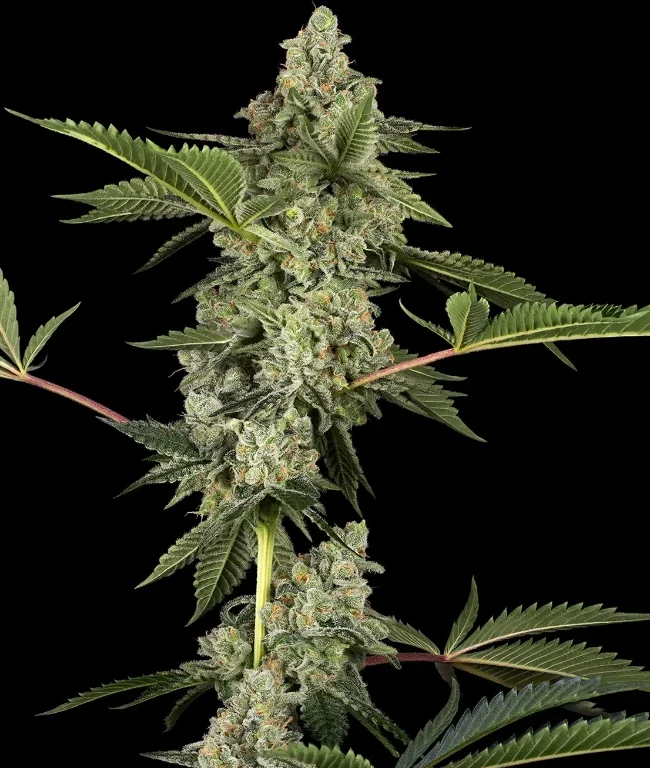 Paris OG Kush Feminisierte (Weed Seed Shop) – offizielles Produktbild
