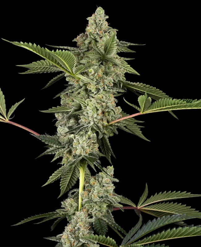 Paris OG Kush Feminisierte (Weed Seed Shop) – offizielles Produktbild