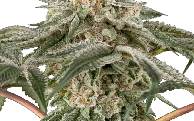Black Lily Feminized (Research) – Pflanze