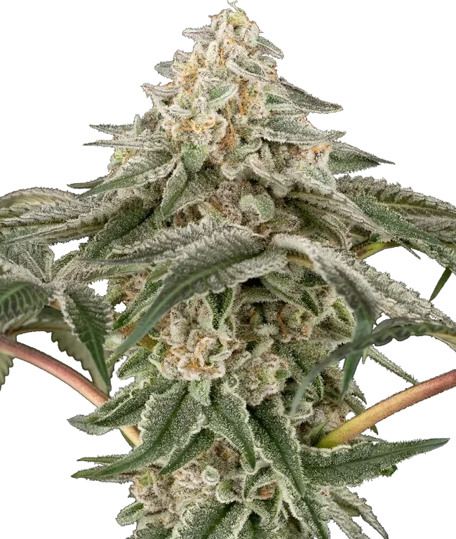 Black Lily Feminized (Research) – Pflanze