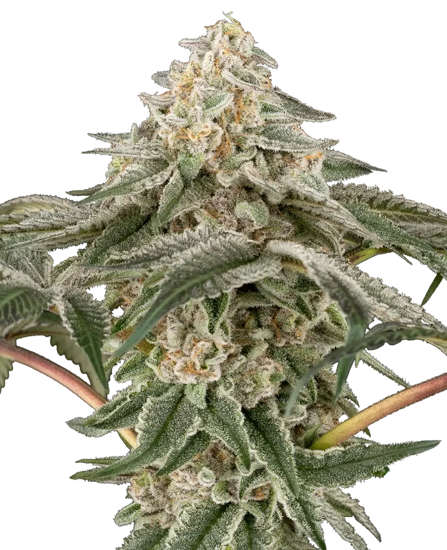 Black Lily Feminized (Research) – Pflanze