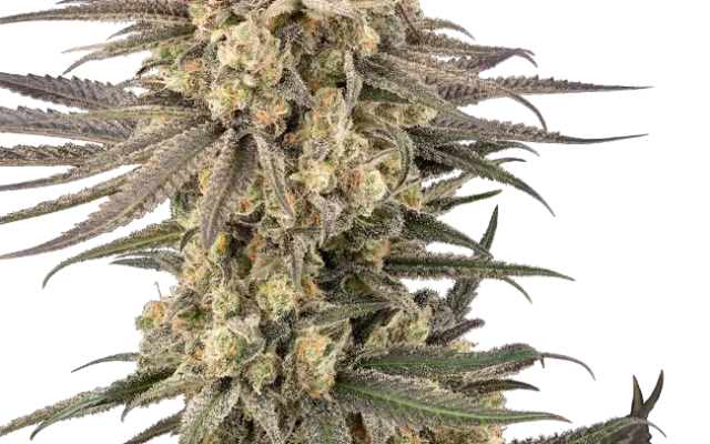 Frosted Grapes XXL Feminized (Research) – Pflanze