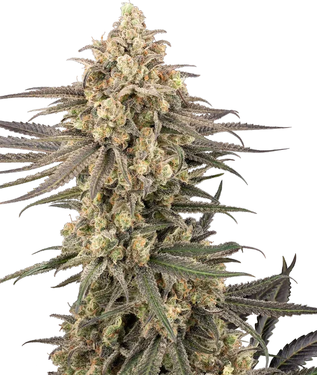 Frosted Grapes XXL Feminized (Research) – Pflanze