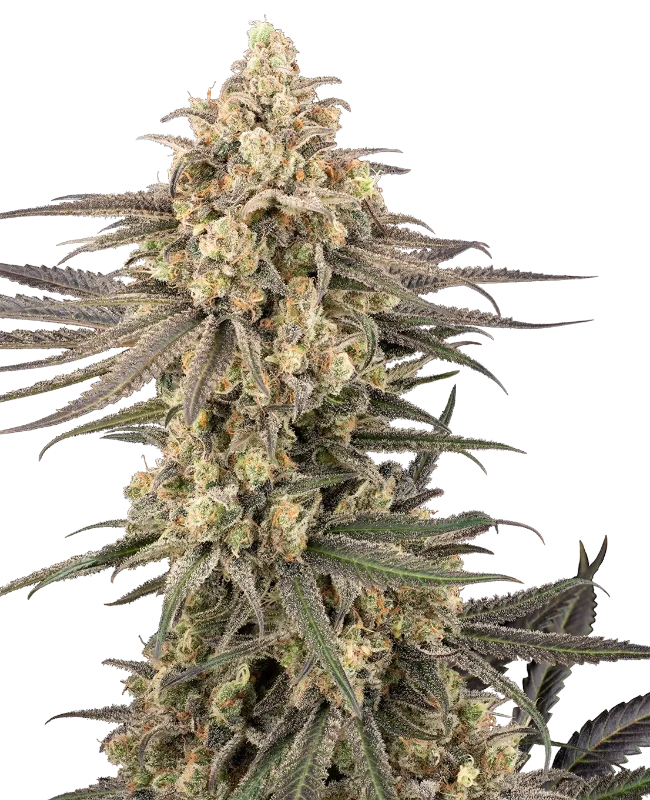 Frosted Grapes XXL Feminized (Research) – Pflanze