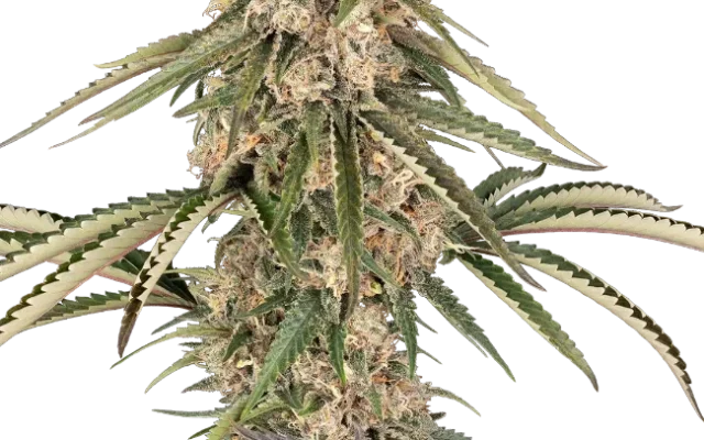 Garlic Gas Feminized (Sensi Seeds) – Pflanze