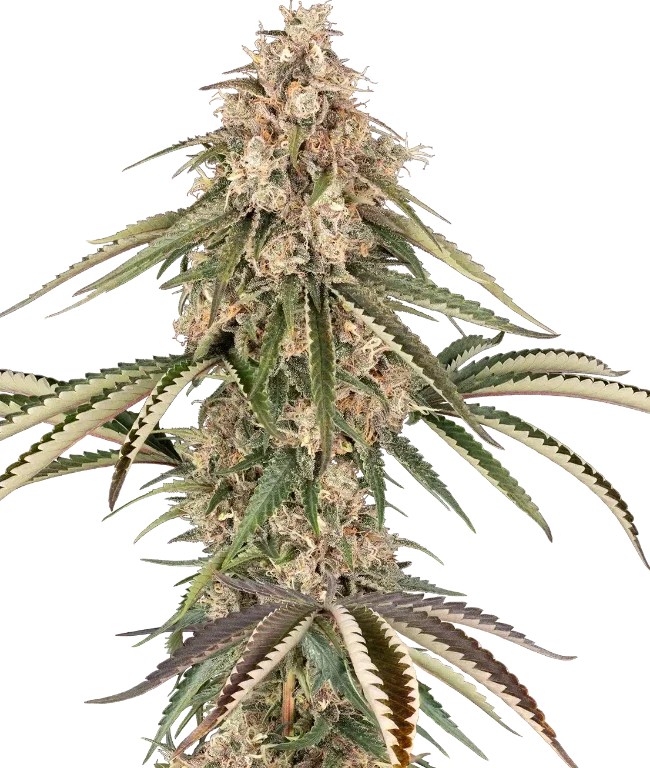Garlic Gas Feminized (Sensi Seeds) – Pflanze