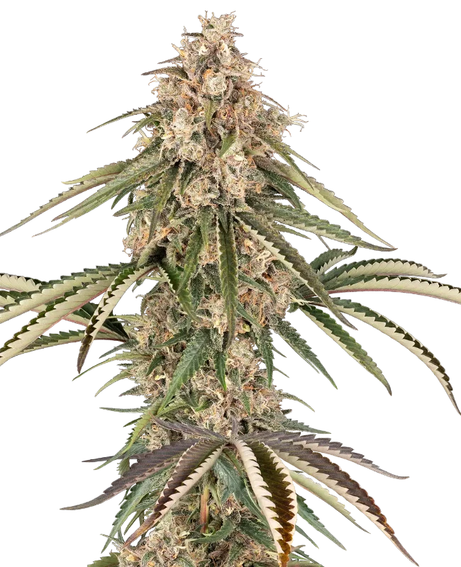 Garlic Gas Feminized (Sensi Seeds) – Pflanze