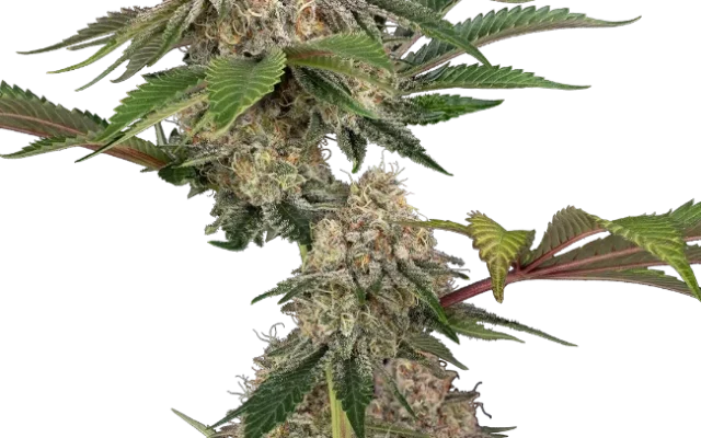 Sticky Berry Mints XXL Feminized (Sensi Seeds) – Pflanze