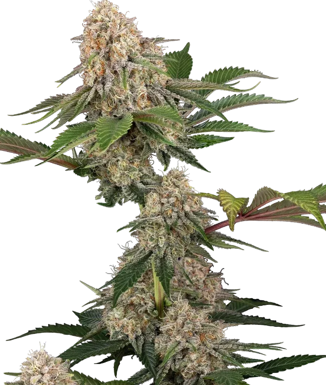 Sticky Berry Mints XXL Feminized (Sensi Seeds) – Pflanze