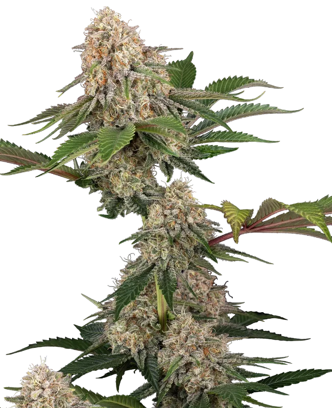 Sticky Berry Mints XXL Feminized (Sensi Seeds) – Pflanze
