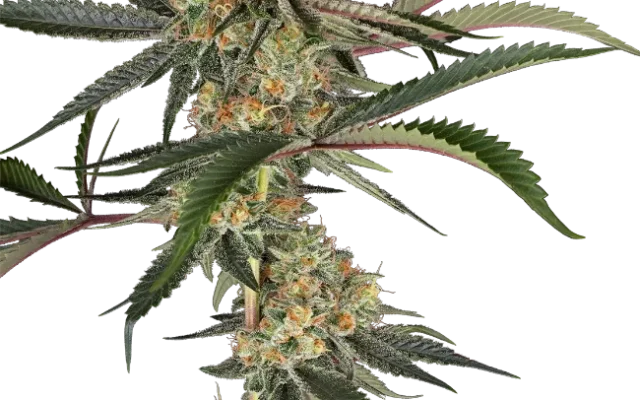 Super Lemon Cherry Feminized (Sensi Seeds) – Pflanze